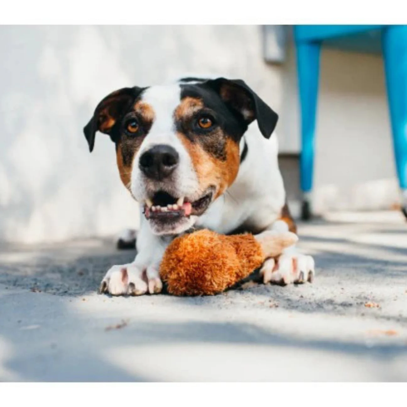 A dog with a fried chicken leg-shaped toy