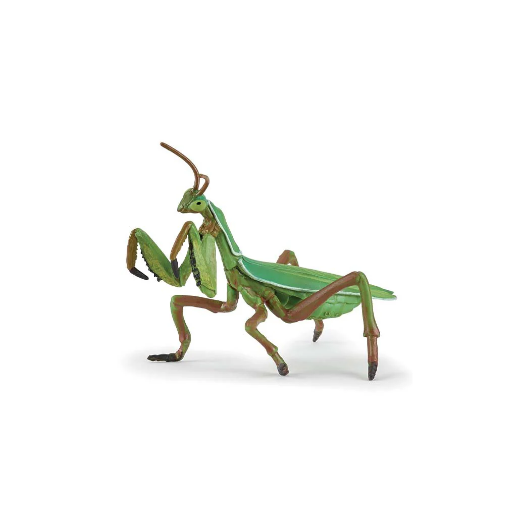 Realistic praying mantis model