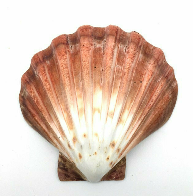 Lion's paw scallop shell