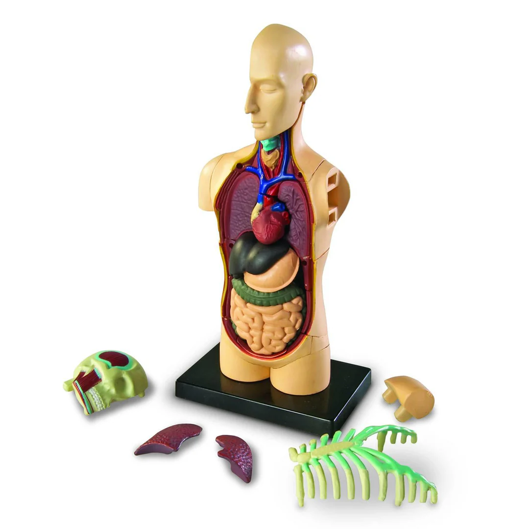 Anatomy Model Human Body