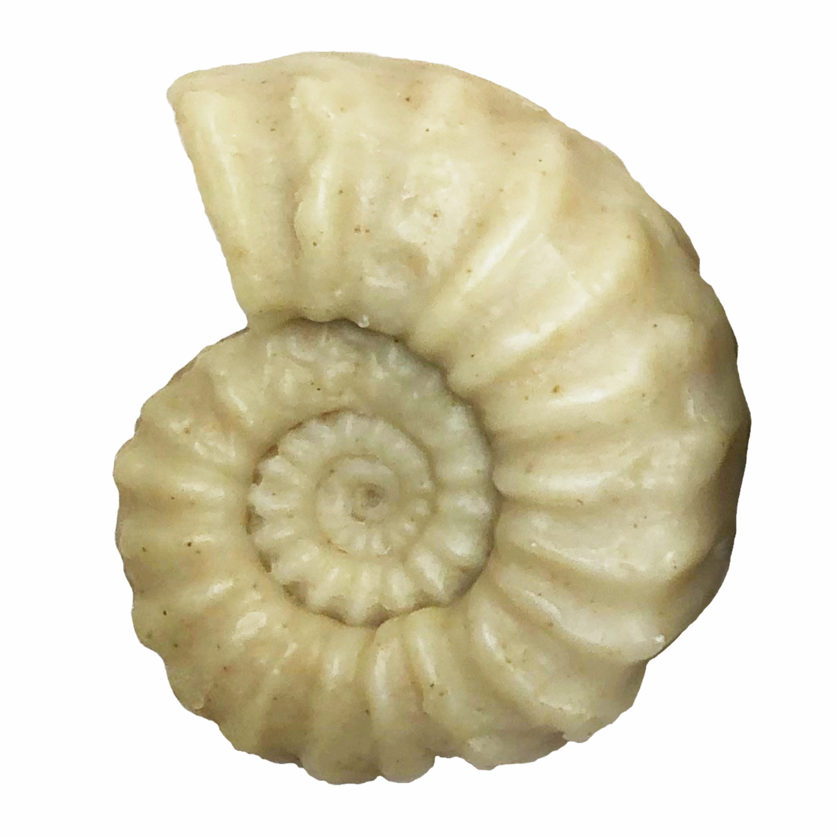 Euagassiceras Bladderwrack & Rosemary Soap