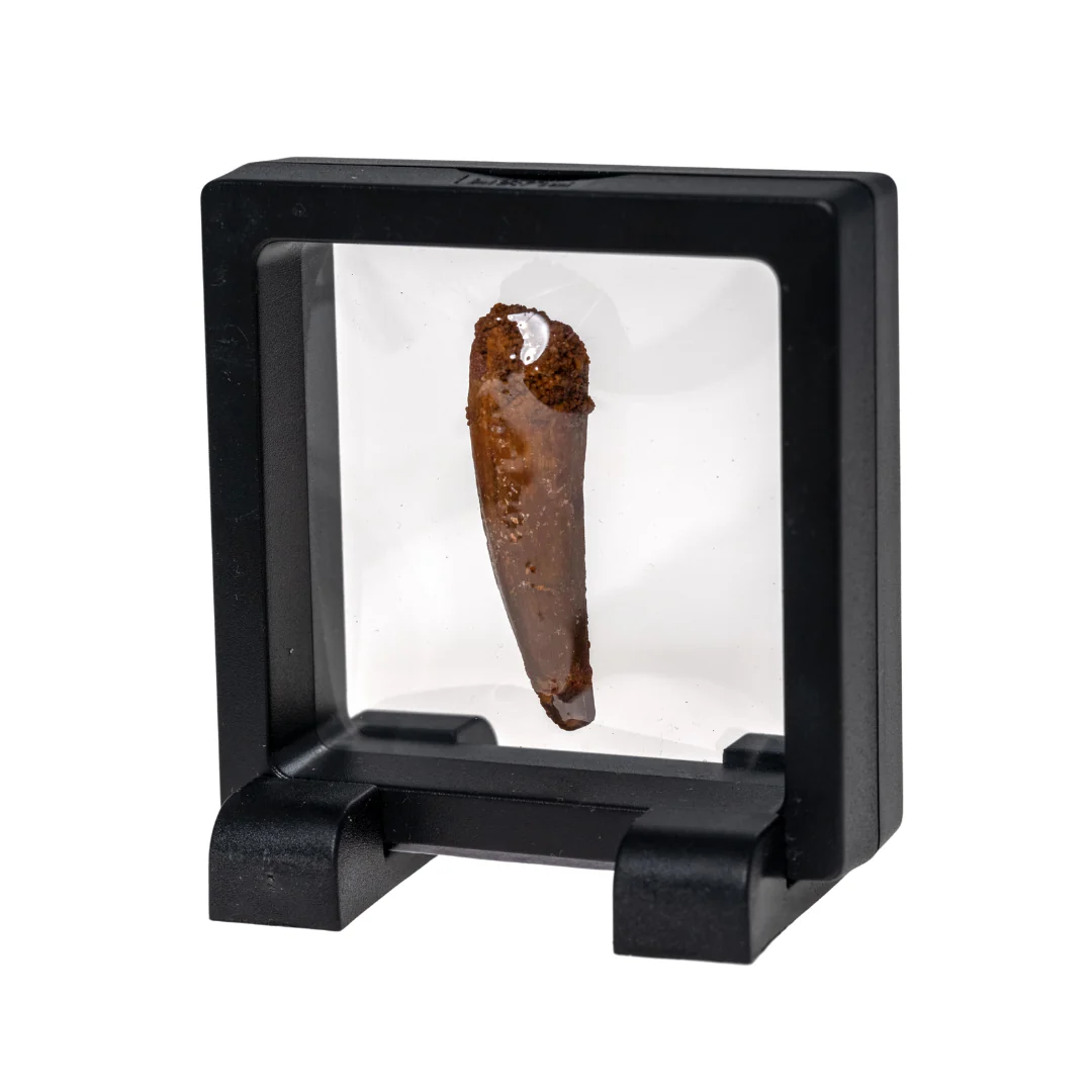 Spinosaurus Tooth Fossil