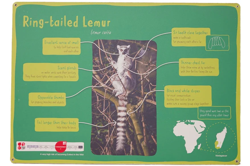 Ring-tailed Lemur Sign