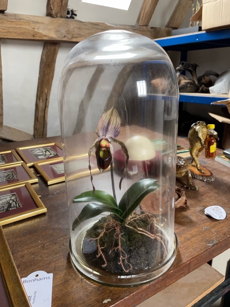 Bell Jar with Orchid
